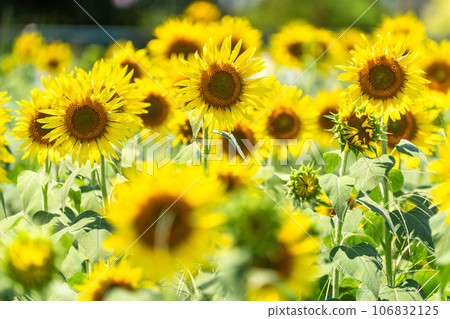 [Tokyo] Sunflower field in full bloom - Kiyose Sunflower Festival 106832125