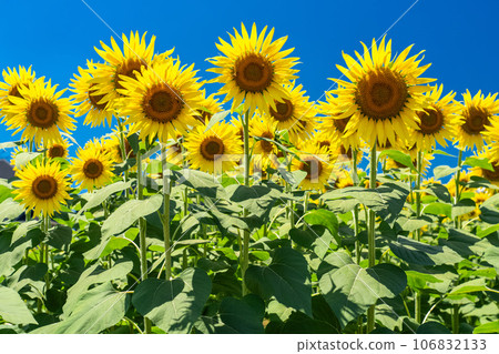 [Tokyo] Sunflower field in full bloom - Kiyose Sunflower Festival 106832133