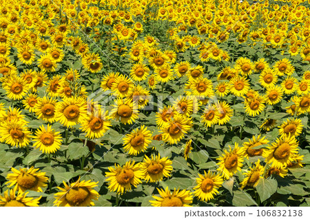 [Tokyo] Sunflower field in full bloom - Kiyose Sunflower Festival 106832138