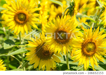 [Tokyo] Sunflower field in full bloom - Kiyose Sunflower Festival 106832153