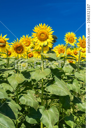 [Tokyo] Sunflower field in full bloom - Kiyose Sunflower Festival 106832187