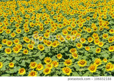 [Tokyo] Sunflower field in full bloom - Kiyose Sunflower Festival 106832188