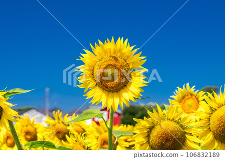 [Tokyo] Sunflower field in full bloom - Kiyose Sunflower Festival 106832189