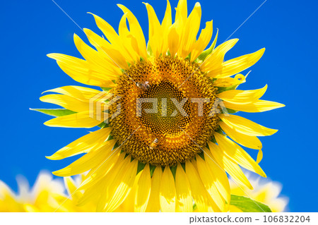 [Tokyo] Sunflower field in full bloom - Kiyose Sunflower Festival 106832204