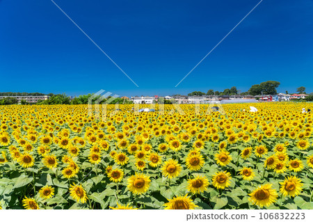 [Tokyo] Sunflower field in full bloom - Kiyose Sunflower Festival 106832223