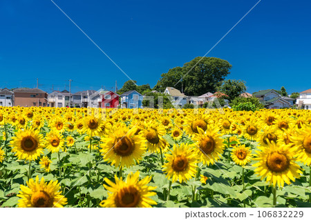 [Tokyo] Sunflower field in full bloom - Kiyose Sunflower Festival 106832229