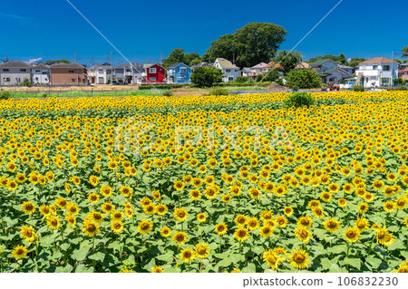 [Tokyo] Sunflower field in full bloom - Kiyose Sunflower Festival 106832230