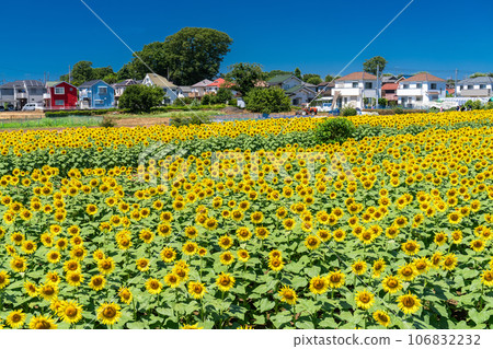 [東京]盛開的向日葵田——清瀨向日葵節 106832232