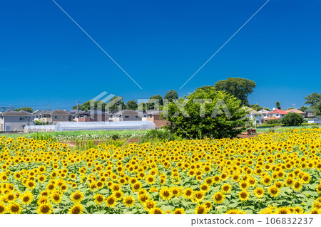 [Tokyo] Sunflower field in full bloom - Kiyose Sunflower Festival 106832237