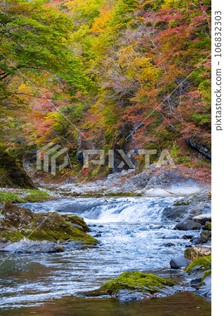 Asabu Valley in autumn 106832303