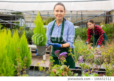 Positive female florist in uniform holding pot with Cupressus Goldcrest Wilma in glasshouse Positive female florist in uniform holding pot with Cupressus Goldcrest Wilma in glasshouse 106832312