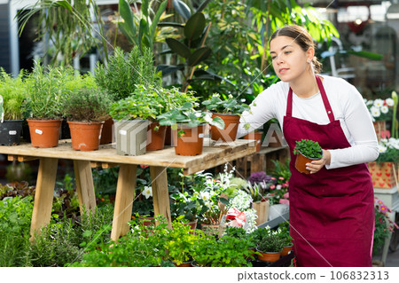 Woman seller holding peppermint and strawberry in flower shop Woman seller holding peppermint and strawberry in flower shop 106832313