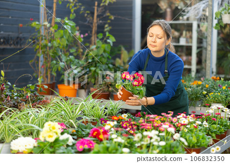 Gardener woman holding potted primula in container garden 106832350