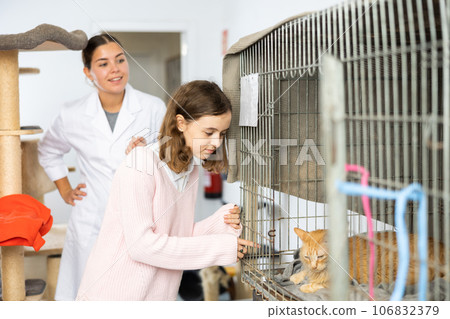 Caring tween girl looking at red cat in cage in animal shelter Caring tween girl looking at red cat in cage in animal shelter 106832379