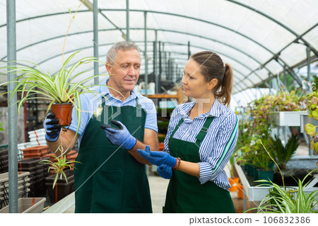 Two skilled male and female gardeners in apron talking about potted Chlorophytum comosum Variegatum plant in glasshouse 106832386