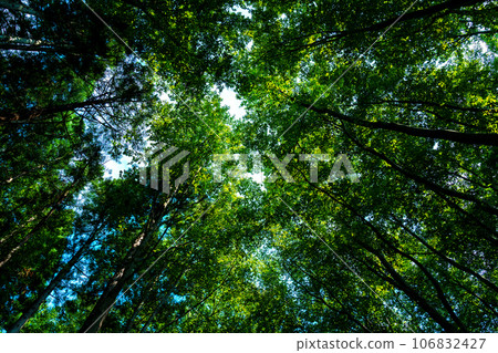 Sunlight filtering through the beech forest [Bijinbayashi, Tokamachi City, Niigata Prefecture] 106832427