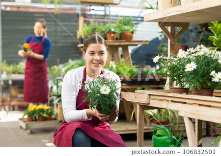 Gardener woman holding potted chamomile in container garden 106832501