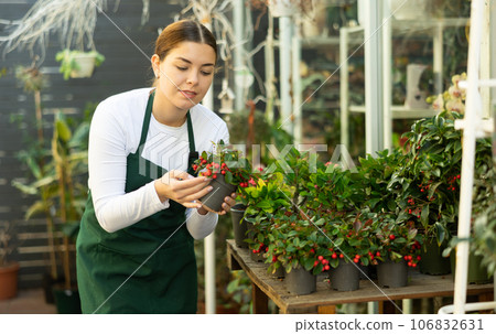 Gardener woman holding potted wintergreen in container garden Gardener woman holding potted wintergreen in container garden 106832631