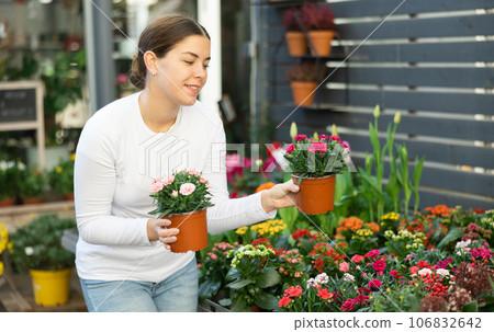 to decorate her garden, girl chooses garden carnation in flower shop 106832642