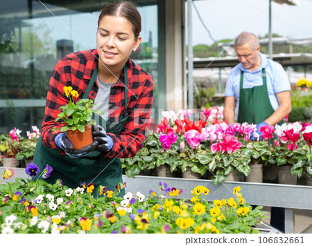 Female florist engaged in cultivation of potted viola cornuta in greenhouse Female florist engaged in cultivation of potted viola cornuta in greenhouse 106832661