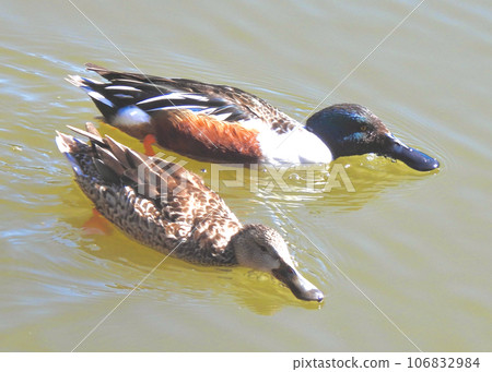 Shoebill duck couple 106832984