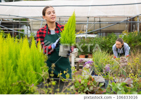 Positive female florist in uniform holding pot with Cupressus Goldcrest Wilma in greenhouse 106833016