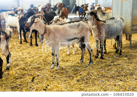 Herd of domestic goats in barn at livestock farm 106833020