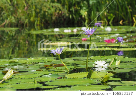 夏天盛開的藍色睡蓮花 106833157