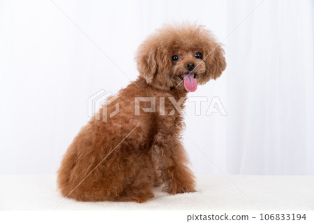 toy poodle  106833194