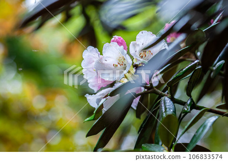 Yakushima World Natural Heritage Site: Yakushima Rhododendron (June) 106833574