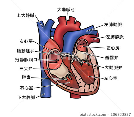 heart anatomy 106833827