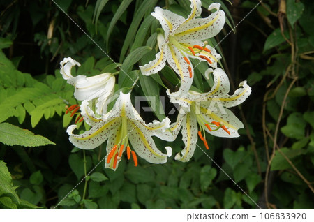 山村里盛開著整齊的山百合 106833920