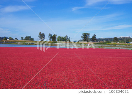 鮮紅的蔓越莓田 106834021