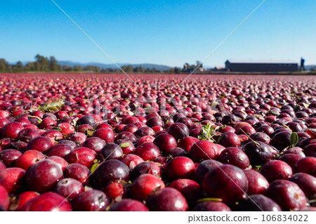 漂浮在酸果蔓田裡的鮮紅色漿果 106834022
