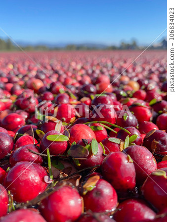 漂浮在酸果蔓田裡的鮮紅色漿果 106834023