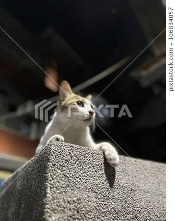Cat looking at the distance Cat looking at the distance 106834057