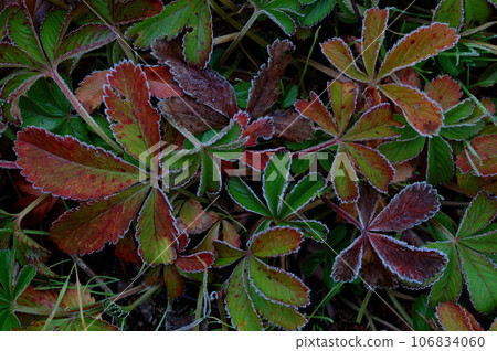 grass in a frosty field grass in a frosty field 106834060