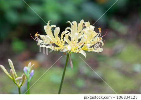 A yellow flower found in the park. Lycoris squamigera 106834123