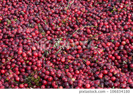 Background material of floating cranberries covering the water surface Background material of floating cranberries covering the water surface 106834180