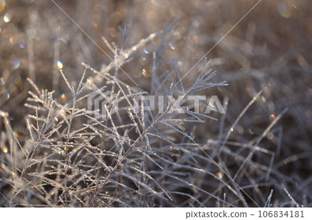 A frosty plant that shines in rainbow colors in the morning sun A frosty plant that shines in rainbow colors in the morning sun 106834181