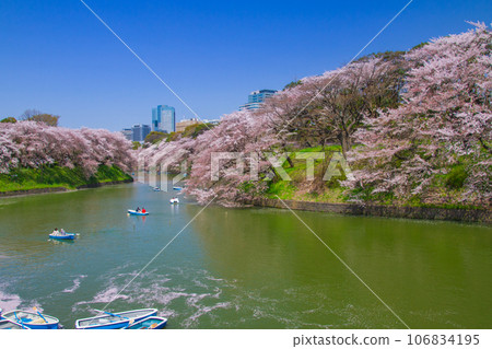 Cherry blossoms in full bloom (Chidorigafuchi - Tokyo) Cherry blossoms in full bloom (Chidorigafuchi - Tokyo) 106834195