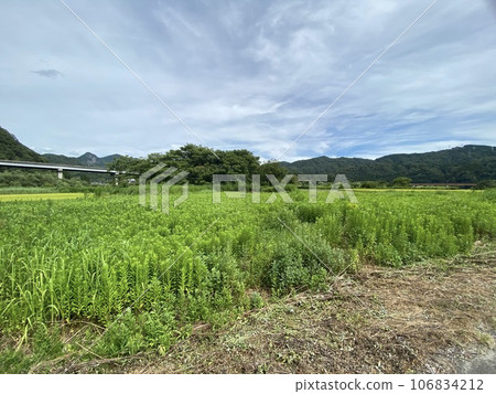 夏日田園風光新潟 夏日田園風光新潟 106834212
