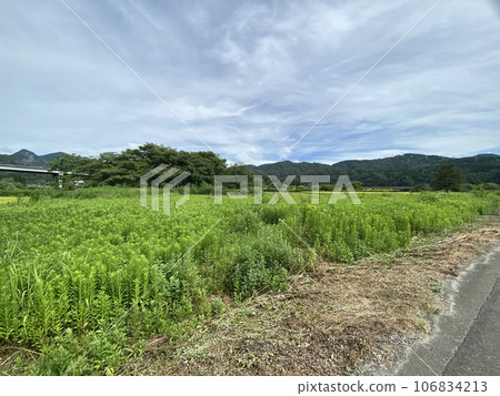 夏日田園風光新潟 106834213