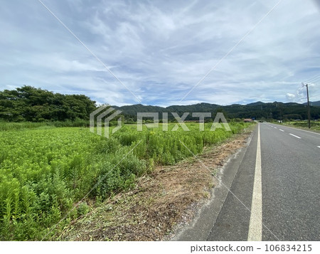 夏日田園風光新潟 夏日田園風光新潟 106834215
