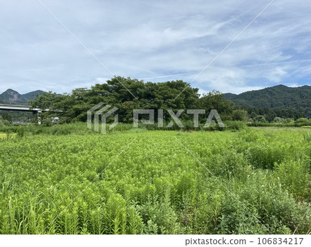 夏日田園風光新潟 夏日田園風光新潟 106834217