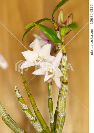 White and light pink Sekkoku bonsai flower (macro lens used, natural light, close-up photo) White and light pink Sekkoku bonsai flower (macro lens used, natural light, close-up photo) 106834336