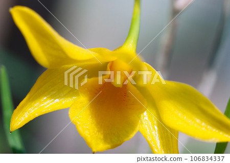 Yellow-flowered redflower with bright yellow flowers (Sekoku, macro lens used, natural light, close-up photo) Yellow-flowered redflower with bright yellow flowers (Sekoku, macro lens used, natural light, close-up photo) 106834337