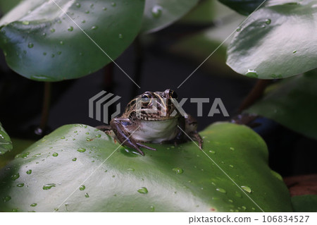 可愛的 Tonosama 青蛙棲息在睡蓮葉上 106834527