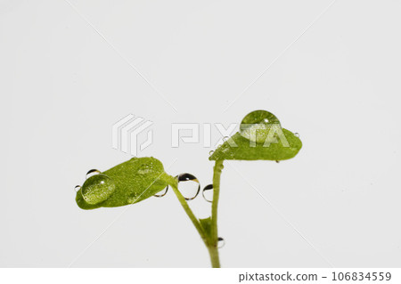 New shoots with twin leaves (pansies) New shoots with twin leaves (pansies) 106834559