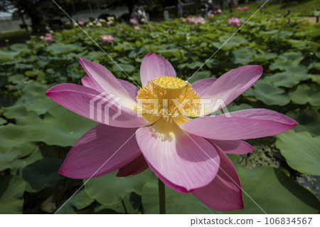 盛開的荷花,乾淨整潔的荷花,荷花荷花 盛開的荷花,乾淨整潔的荷花,荷花荷花 106834567